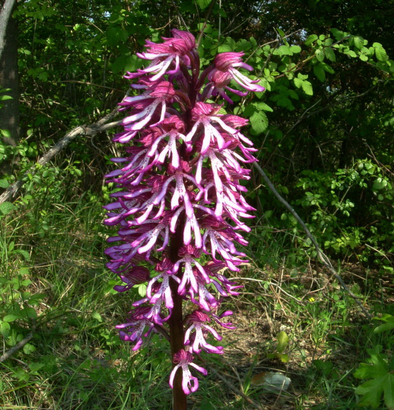 O.angusticruris ??